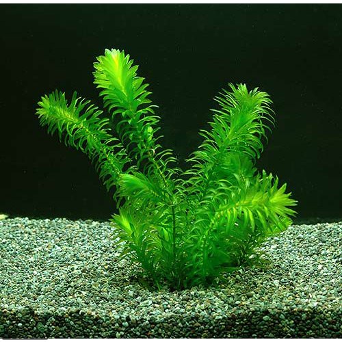 Amazon.co.jp: (水草) アナカリス メダカ 金魚藻 国産